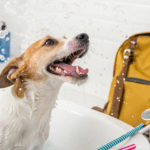 toilettage avant la rentrée