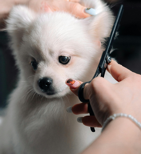 Toilettage de rentrée avec Art & Beauté Canine à Cholet