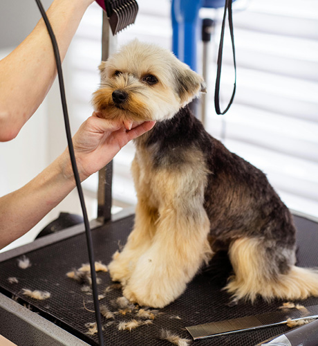 Toilettage de rentrée avec Art & Beauté Canine à Cholet