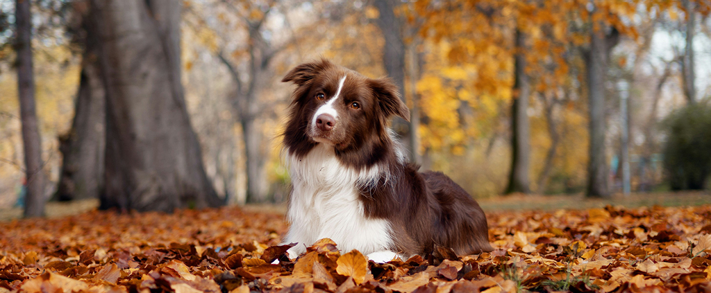 automne chien