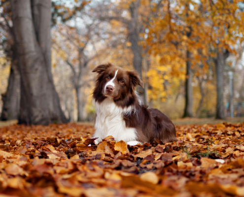 automne chien